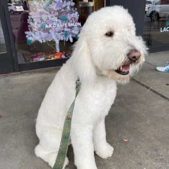 Cali Pets - Dog - Pet Groomers Near Me - San Marcos, California Cali Pets - Dog - Pet Groomers Near Me - San Marcos, California