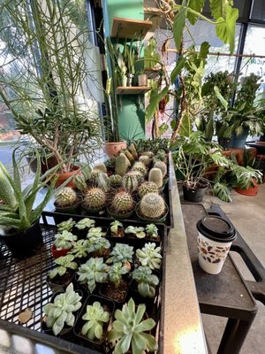 Botanical Cafe by null