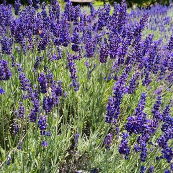 Frog Creek Farm Ojai - Pick Your Own Farms Near Me - Ojai, California