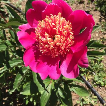 CharMarron Peony Nursery - Nurseries & Gardening Near Me - San Jose, California CharMarron Peony Nursery - Nurseries & Gardening Near Me - San Jose, California