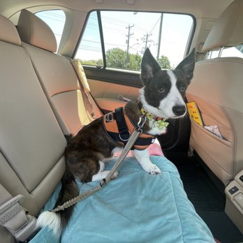 Blue Dog Pet Grooming - All groomed and ready to go. - Pet Groomers Near Me - Virginia Beach, Virginia