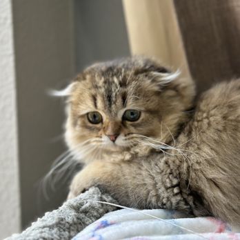 Lovablefluffs Cattery - Pet Breeders Near Me Lovablefluffs Cattery - Pet Breeders Near Me