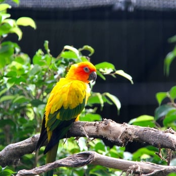 Honolulu Zoo - Zoos Near Me - Honolulu, Hawaii
