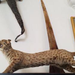Kunst und Wunderkammer