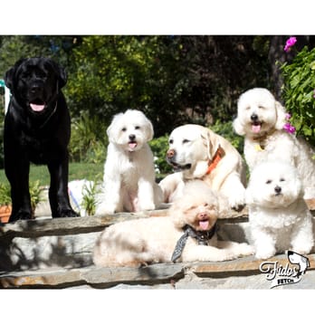 Fido's Fetch - Dog Walkers Near Me Fido's Fetch - Dog Walkers Near Me