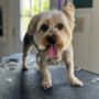 Photo of Harrie Paws