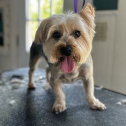 Harrie Paws