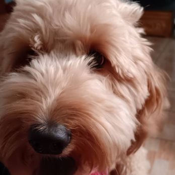 Universal Dog Care Orlando - Dog Walkers Near Me - Orlando, Florida