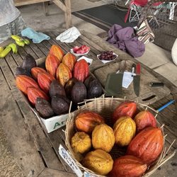 Cocoa