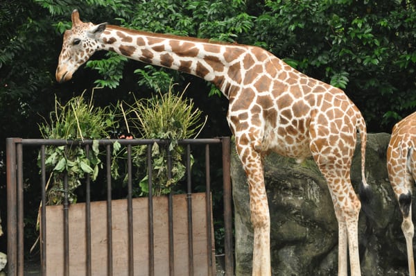 Zoo Negara Malaysia by null