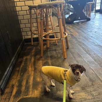 Alfred Coffee - Frida taking in the ambiance - Coffee & Tea Near Me - Los Angeles, California Alfred Coffee - Frida taking in the ambiance - Coffee & Tea Near Me - Los Angeles, California