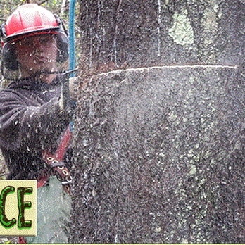 DJ's Tree Service - Tree Services Near Me - Colchester, Vermont