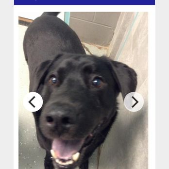 Bark Avenue West - Pet Training Near Me - West Des Moines, Iowa Bark Avenue West - Pet Training Near Me - West Des Moines, Iowa