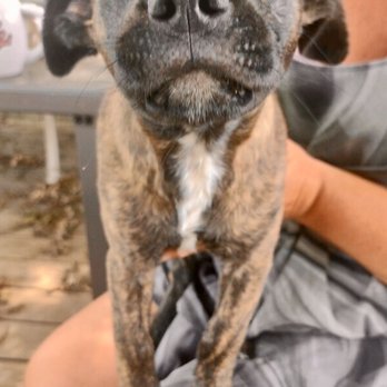Peppermint Pig Thrift & Gift - Pet Adoption Near Me - Cincinnati, Ohio