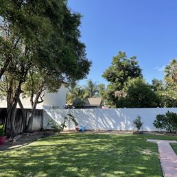 After : Trimmed up and trees look more airy
