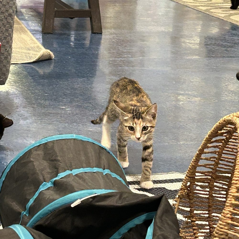 Mini Cat Town - Pet Adoption Near Me - San Jose, California Mini Cat Town - Pet Adoption Near Me - San Jose, California