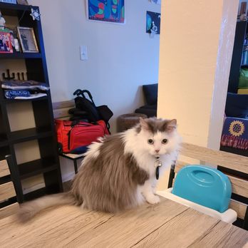 Providence Veterinary Clinic - Sandwiches the Cat! - Veterinarians Near Me - Alameda, California Providence Veterinary Clinic - Sandwiches the Cat! - Veterinarians Near Me - Alameda, California