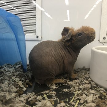 Petco - Adorable hairless guinea pigs - Pet Stores Near Me - Bakersfield, California