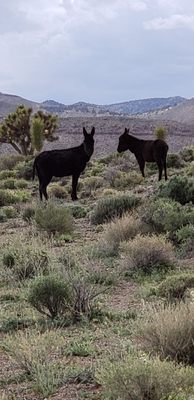 Santa Fe Saloon & Motel by null