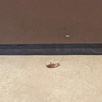 El Agave Taqueria - Cockroach  dying, probably from eating the food. Not a good sign. - Mexican Near Me - Auburn, California