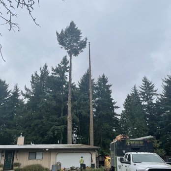 Devoted Tree Solutions - 2 of the largest trees in the process of being removed - Tree Services Near Me Devoted Tree Solutions - 2 of the largest trees in the process of being removed - Tree Services Near Me