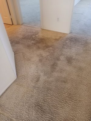 Mention Yelp for Best Pricing - A Professional Carpet Cleaner You Can Trust
Throughout the years, Pro Budget Carpet Cleaning has become a premier carpet cleaning company for many people around. Aside from carpet treatments, our company in Ontario, CA offers its clients professional upholstery cleaning along with tile floor care and much more. Working with us is ideal. Want to find out why? Here, you can. Mention Yelp for Best Pricing - A Professional Carpet Cleaner You Can Trust
Throughout the years, Pro Budget Carpet Cleaning has become a premier carpet cleaning company for many people around. Aside from carpet treatments, our company in Ontario, CA offers its clients professional upholstery cleaning along with tile floor care and much more. Working with us is ideal. Want to find out why? Here, you can.