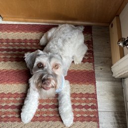 Our freshly cut dog. Our freshly cut dog.