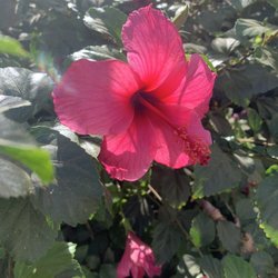 Peters Brothers Nursery - Hibiscus