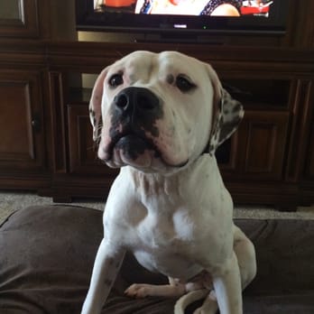 Dog Guru - Pet Training Near Me Dog Guru - Pet Training Near Me