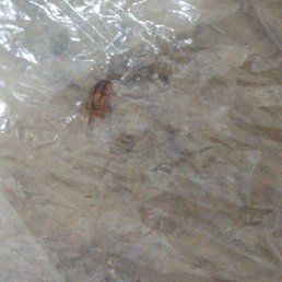 Baked Roach