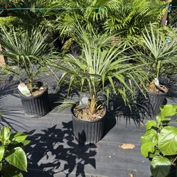Plant It Dok - Windmill Palms, Hibiscus, Cat Palms
