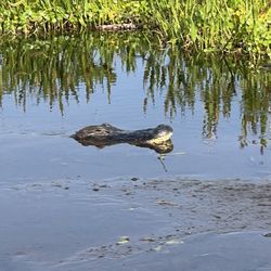 Airboat Wildlife Adventures