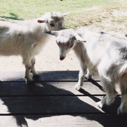 Sandy Hill Farm - Goats on a picnic table. They were sooooo friendly!