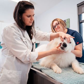 NewDay Veterinary Care Lakewood Ranch - Veterinarians Near Me - Bradenton, Florida