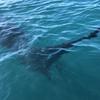 Alonso Tours - A whale shark we saw on the way out. They stopped so we could take photos. - Tours Near Me - La Paz, BCS Alonso Tours - A whale shark we saw on the way out. They stopped so we could take photos. - Tours Near Me - La Paz, BCS
