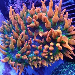 Chicagoland Aquariums