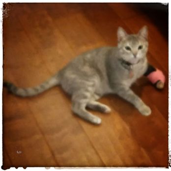 Aunt B Critter Sitter - Pet Sitting Near Me - Kerrville, Texas Aunt B Critter Sitter - Pet Sitting Near Me - Kerrville, Texas