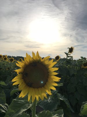 Columbia Bottom Conservation Area by null