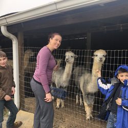 The Alpaca Shop