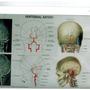 Photo of Atlas Chiropractic of Park Ridge