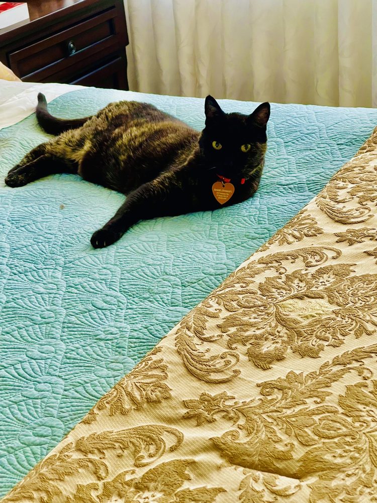 Cat's Meow Petting Service