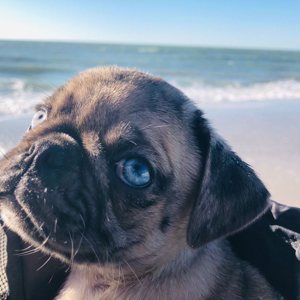 Petland Naples - Pet Stores Near Me - Naples, Florida Petland Naples - Pet Stores Near Me - Naples, Florida