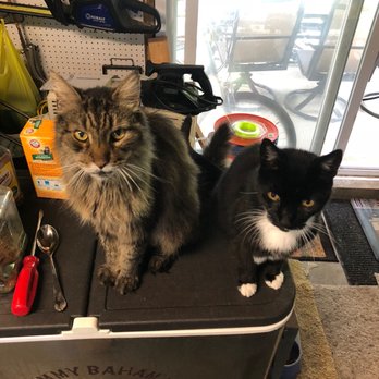 County Line Veterinary Hospital - BobCat and his sister Felicia waiting for dinner! - Veterinarians Near Me - Jackson, New Jersey