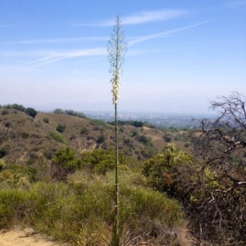 Coldwater Canyon Park - Soaptree Yucca? - Parks Near Me - Beverly Hills, California Coldwater Canyon Park - Soaptree Yucca? - Parks Near Me - Beverly Hills, California