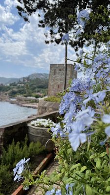 Château de la Napoule by null