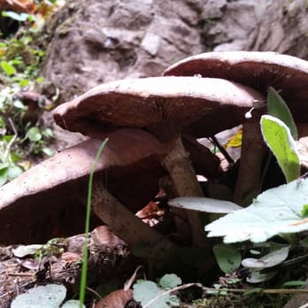 Latourell Falls - 10" shrooms - Hiking Near Me - Portland, Oregon Latourell Falls - 10" shrooms - Hiking Near Me - Portland, Oregon