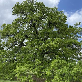 Lady Bird Johnson Wildflower Center - Live oak - Botanical Gardens Near Me - Austin, Texas
