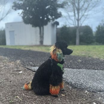 Groomed By Adrian - Chico get so many compliments on his hair! He love going to this pet salon!!! - Pet Groomers Near Me - New Orleans, Louisiana Groomed By Adrian - Chico get so many compliments on his hair! He love going to this pet salon!!! - Pet Groomers Near Me - New Orleans, Louisiana