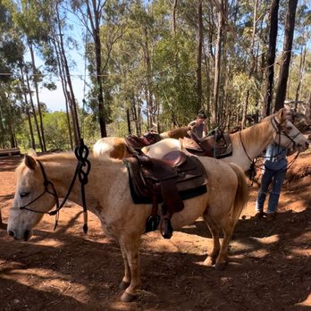 Pālehua Trail Rides - Shady area for the horses - Horseback Riding Near Me - Kapolei, Hawaii Pālehua Trail Rides - Shady area for the horses - Horseback Riding Near Me - Kapolei, Hawaii