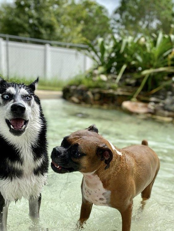 Happy Tails Pet Lodge Image